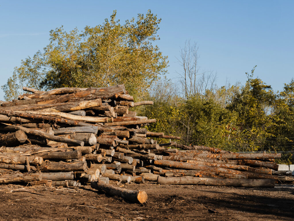 trees ready for firewood processing