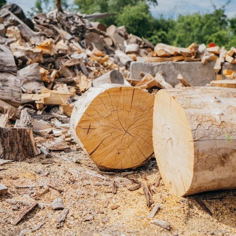 Cut logs of wood on a processing site
